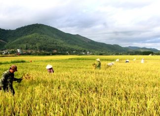 Giải mã mơ thấy gặt lúa – Con số may mắn nhất? Giải mã mơ thấy gặt lúa - Con số may mắn nhất?