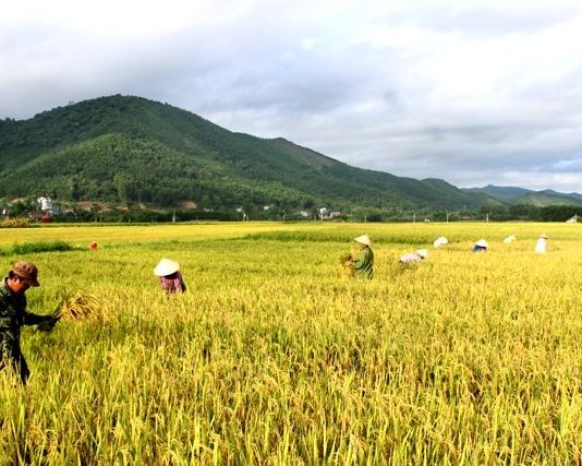 Giải mã mơ thấy gặt lúa – Con số may mắn nhất? Giải mã mơ thấy gặt lúa - Con số may mắn nhất?