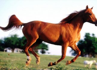 Giấc mơ thấy con ngựa có ý nghĩa gì và đánh số nào chuẩn? mơ thấy con ngựa