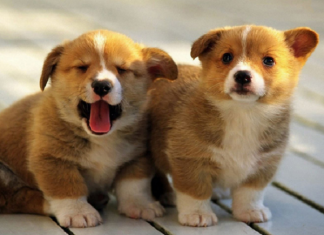 Mơ thấy con chó là điềm lành hay xui và đánh số nào chuẩn? Mơ thấy con chó là điềm lành hay xui