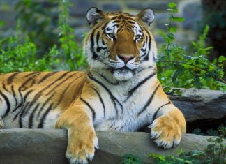 Mơ thấy con hổ có phải là điềm xấu và đánh số nào chuẩn? Mơ thấy con hổ có phải là điềm xấu và đánh số nào chuẩn?