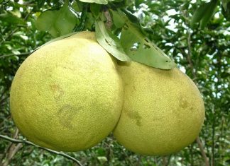 Giải mã giấc mơ thấy quả bưởi – Đánh số gì chính xác nhất? Giải mã giấc mơ thấy quả bưởi