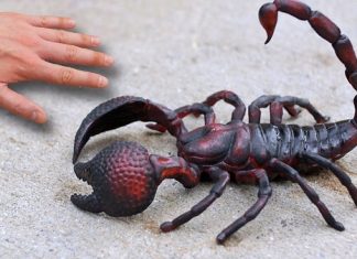 Nằm mơ thấy bò cạp đánh số nào và ý nghĩa giấc mơ Nằm mơ thấy bò cạp đánh số nào và ý nghĩa giấc mơ