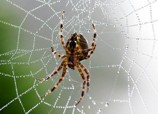 Mơ thấy nhện có phải là điềm xấu – Đánh số nào chính xác nhất? Mơ thấy nhện có phải là điềm xấu