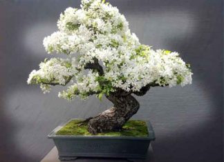 Mơ thấy cây cảnh có nên đặt cược vào số đề? mơ thấy cây cảnh