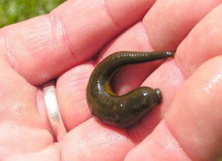 Mơ thấy con đỉa có ý nghĩa gì? Nên đánh số lô đề nào? mơ thấy đỉa đánh con đề gì