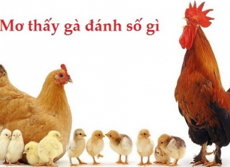 Mơ thấy con gà nên đánh số nào và ý nghĩa giấc mơ đó mơ thấy con gà đánh số gì