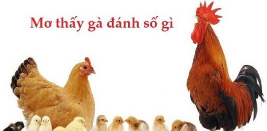 Mơ thấy con gà nên đánh số nào và ý nghĩa giấc mơ đó mơ thấy con gà đánh số gì