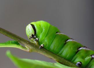 Nằm mơ thấy sâu đánh con gì trúng liền? Bí ẩn giấc mộng thấy sâu? nằm mơ thây sâu