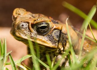 Mơ thấy cóc vàng nên đánh con nào để mang tài lộc về nhà? Nằm mơ thấy con cóc là điềm báo gì?