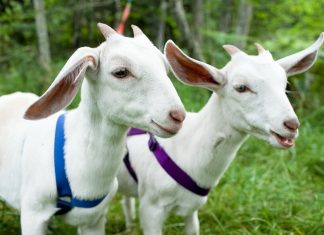 Mơ thấy con dê có phải đánh số 35 không hay còn số nào nữa? mơ thấy con dê