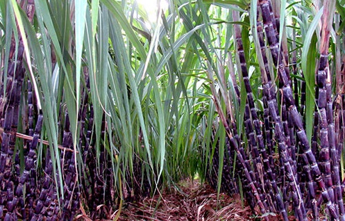 giải mã giấc mơ thấy cây mía