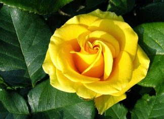 Giải mã giấc mơ thấy hoa màu vàng là điềm báo gì? Nằm mơ thấy hoa màu vàng là điềm báo gì?