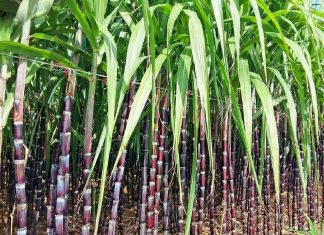 Nằm mơ thấy mía có phải là điềm gì? Nên đánh con nào? mơ thấy cây mía đánh con gì