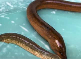 Nằm mơ thấy lươn điềm báo lành hay dữ? Top lô đề may mắn nhất! mơ thấy con lươn