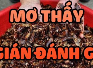 Mơ thấy gián mang đến điềm báo gì? Đánh con gì ăn chắc? mơ thấy gián đánh con gì