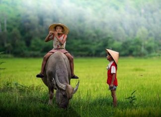 Ý nghĩa giấc mơ thấy con trâu và những con số may mắn Mơ thấy con trâu là điềm báo gì?