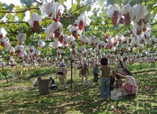 Giải mã giấc mơ thấy trái cây- Đâu là con số may mắn? Mơ thấy vườn trái cây