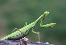 Con bọ ngựa số mấy – Điềm báo liên quan đến bọ ngựa? Con bọ ngựa số mấy