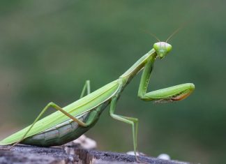 Con bọ ngựa số mấy – Điềm báo liên quan đến bọ ngựa? Con bọ ngựa số mấy