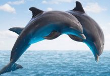 Mơ thấy cá heo điềm báo gì, thử vận may với số nào? mơ thấy cá heo