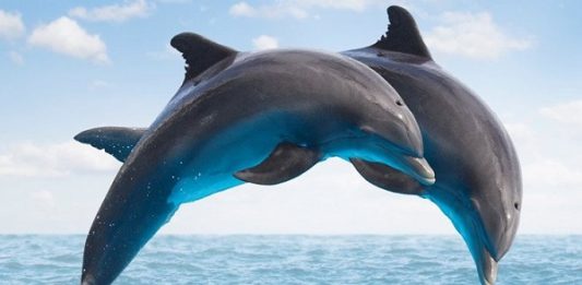 Mơ thấy cá heo điềm báo gì, thử vận may với số nào? mơ thấy cá heo