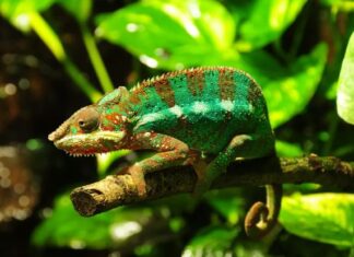 Tắc kè số mấy – Mơ thấy tắc kè là điềm báo gì? Tắc kè số mấy?