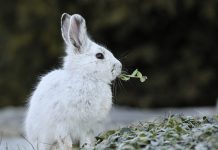 Mơ thấy thỏ trắng là điềm gì? Đánh số nào may mắn? Mơ thấy thỏ trắng