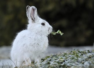 Mơ thấy thỏ trắng là điềm gì? Đánh số nào may mắn? Mơ thấy thỏ trắng
