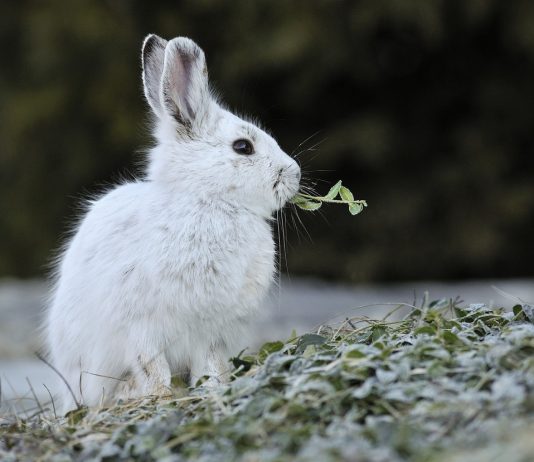 Mơ thấy thỏ trắng là điềm gì? Đánh số nào may mắn? Mơ thấy thỏ trắng