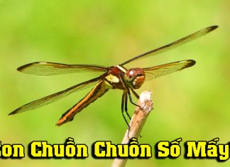 Con chuồn chuồn số mấy- Chuồn chuồn bay vào nhà là điềm gì? Con chuồn chuồn số mấy