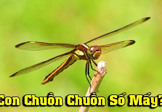 Con chuồn chuồn số mấy- Chuồn chuồn bay vào nhà là điềm gì? Con chuồn chuồn số mấy